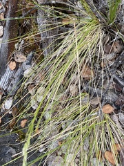 Deschampsia nubigena