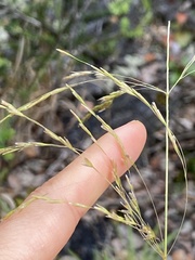 Deschampsia nubigena