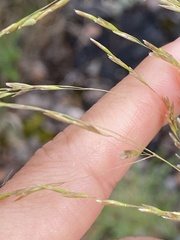 Deschampsia nubigena