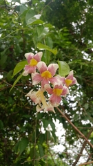 Bignonia potosina