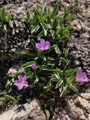 Primula angustifolia