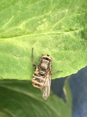 Entomophthoromycotina