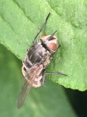 Entomophthoromycotina