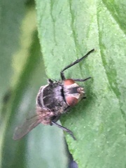 Entomophthoromycotina