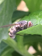 Entomophthoromycotina