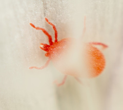 Balaustium