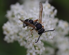 Pseudepipona herrichii