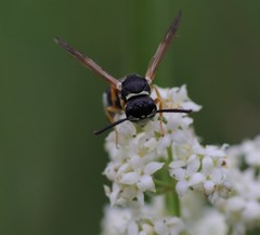 Pseudepipona herrichii