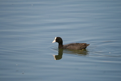 Fulica atra