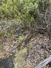 Deschampsia nubigena