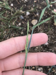 Elymus smithii