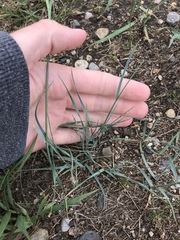 Elymus smithii
