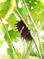 Troides helena cerberus