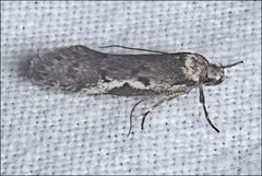 Philobota iphigenes