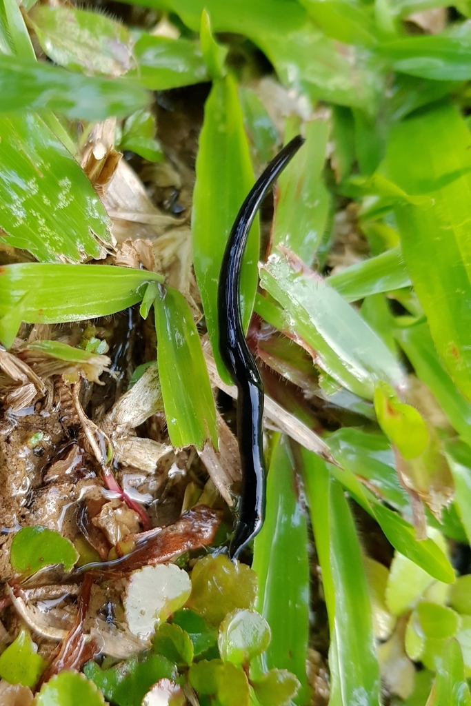 New Guinea Flatworm from 46 West Coast Rd, Singapore 126840 on February ...