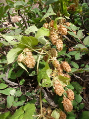 Humulus