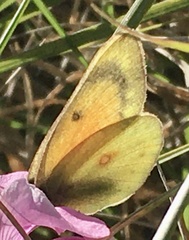 Colias lesbia