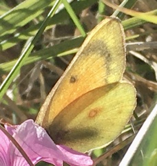 Colias lesbia