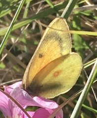 Colias lesbia