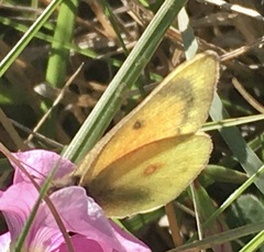Colias lesbia