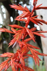 Tillandsia guatemalensis