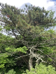 Pinus pungens