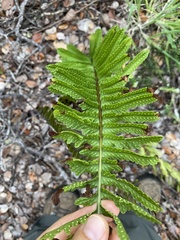 Polypodium pellucidum