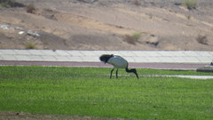 Threskiornis aethiopicus