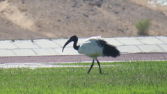 Threskiornis aethiopicus