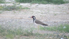 Vanellus indicus aigneri
