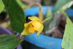 Lycaste aromatica