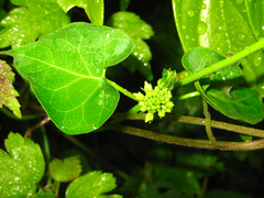 Cynanchum wilfordii