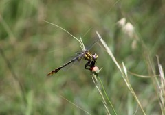 Phanogomphus militaris