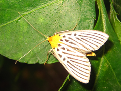 Tyspanodes hypsalis