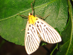 Tyspanodes hypsalis