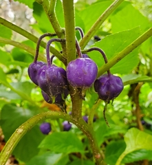 Lobelia physaloides