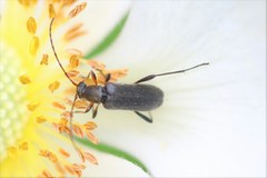 Grammoptera ruficornis