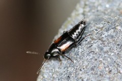 Tachinus subterraneus