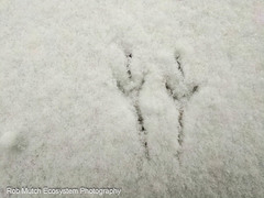 Dendragapus fuliginosus