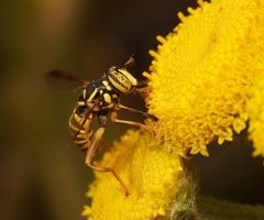 Spilomyia interrupta