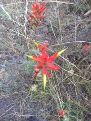 Castilleja tenuiflora