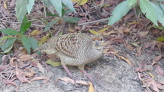 Ortygornis pondicerianus