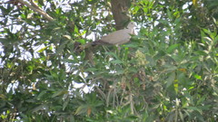 Streptopelia decaocto