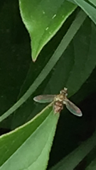 Toxomerus marginatus