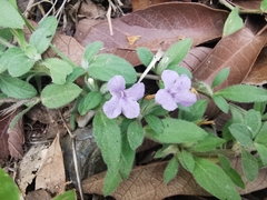 Dyschoriste poliodes