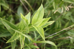 Gentianeae