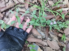 Dyschoriste poliodes