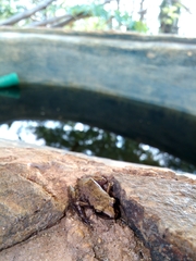 Leptodactylus melanonotus