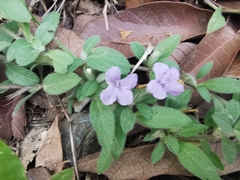 Dyschoriste poliodes