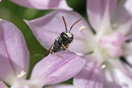 Slender-faced Masked Bee photo 5